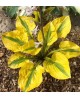 Hosta 'Glad Rags' - Funkia