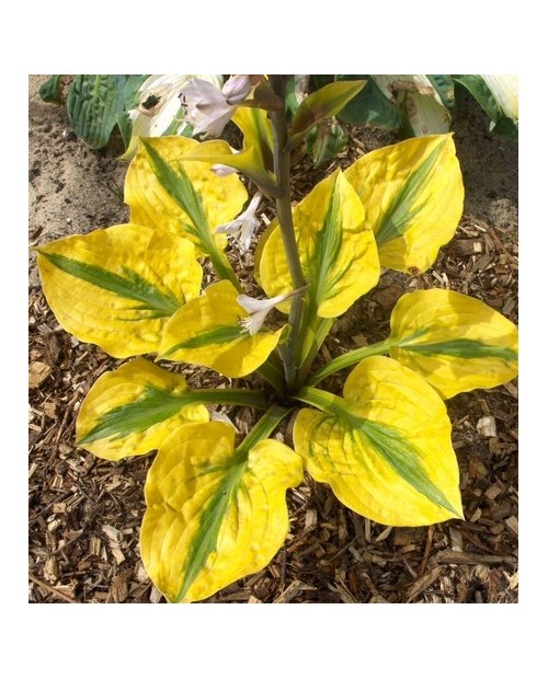 Hosta 'Glad Rags' - Funkia