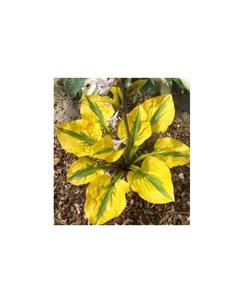 Hosta 'Glad Rags' - Funkia