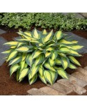 Hosta 'Magic Island' - Funkia