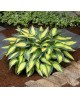 Hosta 'Magic Island' - Funkia