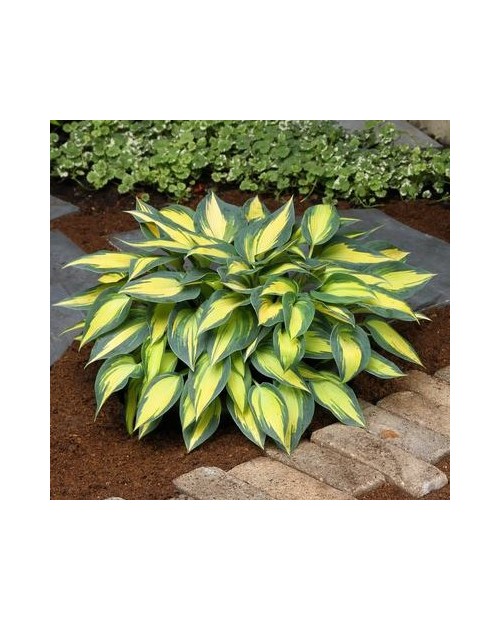 Hosta 'Magic Island' - Funkia