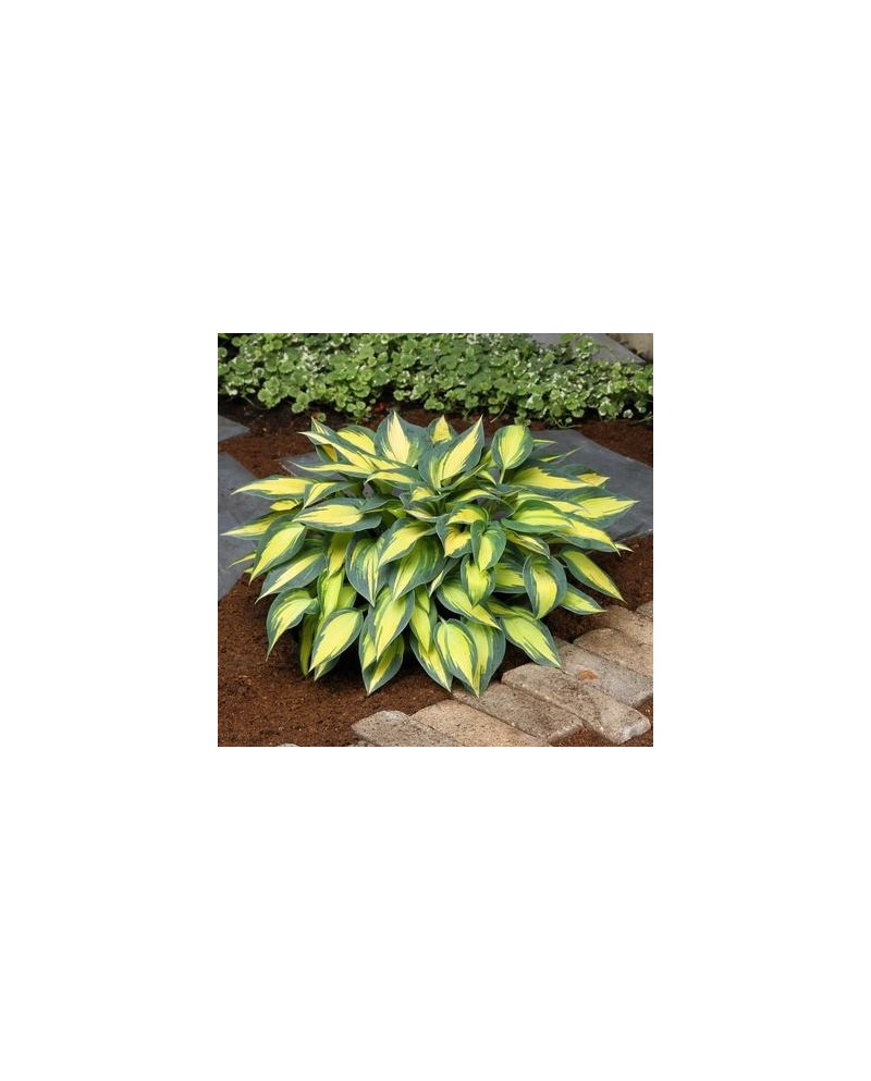 Hosta 'Magic Island' - Funkia