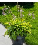 Hosta 'Get Nekkid' - Funkia