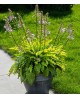 Hosta 'Get Nekkid' - Funkia