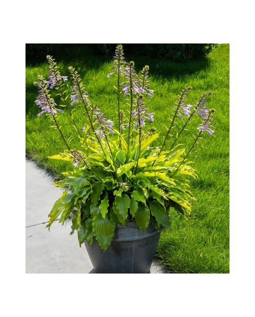 Hosta 'Get Nekkid' - Funkia