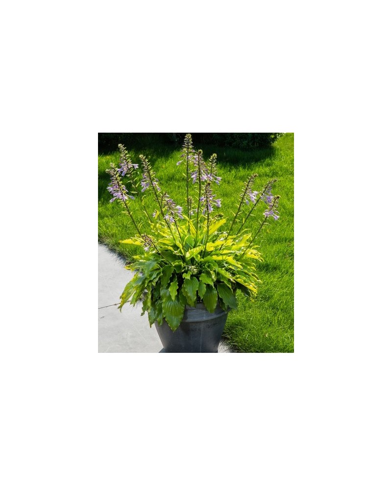 Hosta 'Get Nekkid' - Funkia