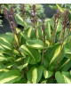 Hosta 'Broad Street' - Funkia