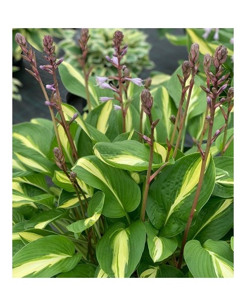 Hosta 'Broad Street' - Funkia