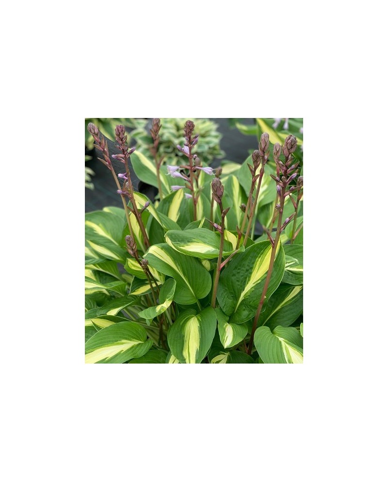 Hosta 'Broad Street' - Funkia