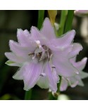 Hosta 'Ki Ren Jyaku' - Funkia