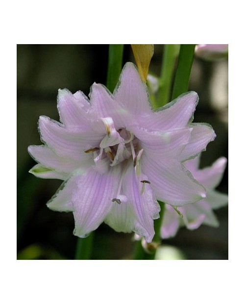 Hosta 'Ki Ren Jyaku' - Funkia