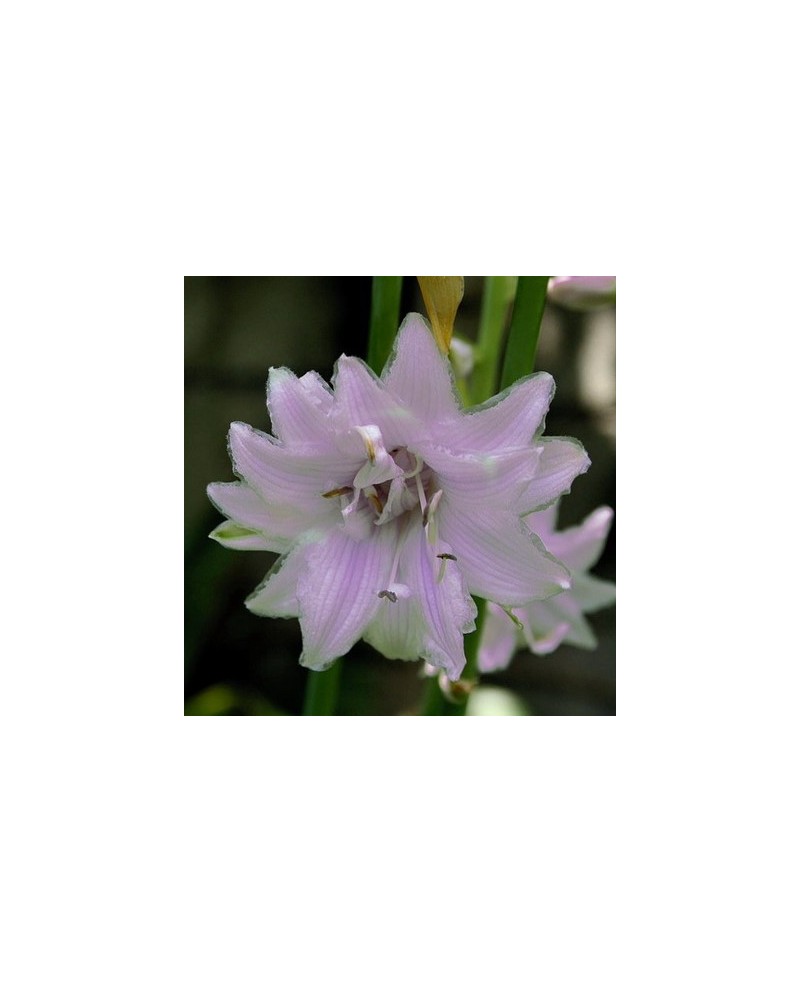 Hosta 'Ki Ren Jyaku' - Funkia