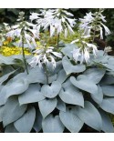 Hosta 'Bulletproof' - Funkia
