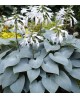 Hosta 'Bulletproof'- Funkia