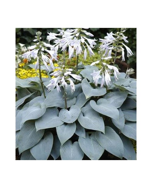 Hosta 'Bulletproof'- Funkia