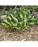 Hosta 'Sting' - Funkia
