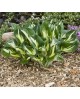 Hosta 'Sting' - Funkia