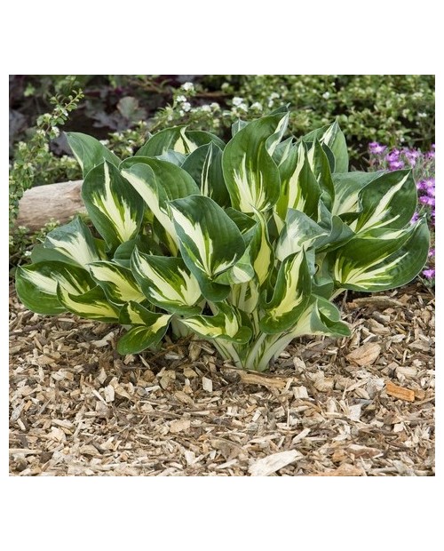 Hosta 'Sting' - Funkia