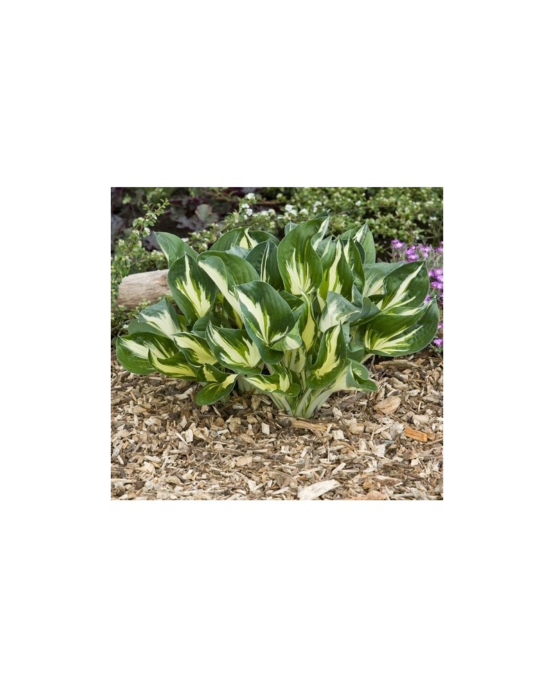 Hosta 'Sting' - Funkia