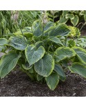 Hosta 'Shadowland Wu La La' - Funkia