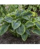 Hosta 'Shadowland Wu La La' - Funkia