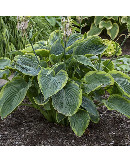 Hosta 'Shadowland Wu La La' - Funkia