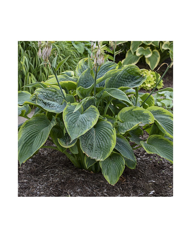 Hosta 'Shadowland Wu La La' - Funkia