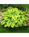 Hosta 'Velvet Moon' - Funkia