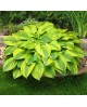 Hosta 'Velvet Moon' - Funkia