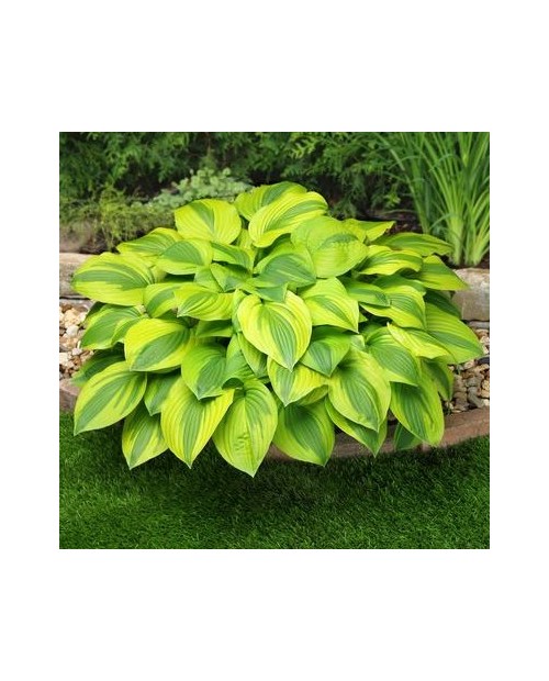 Hosta 'Velvet Moon' - Funkia