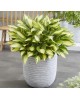 Hosta 'Tongue of Flame' - Funkia