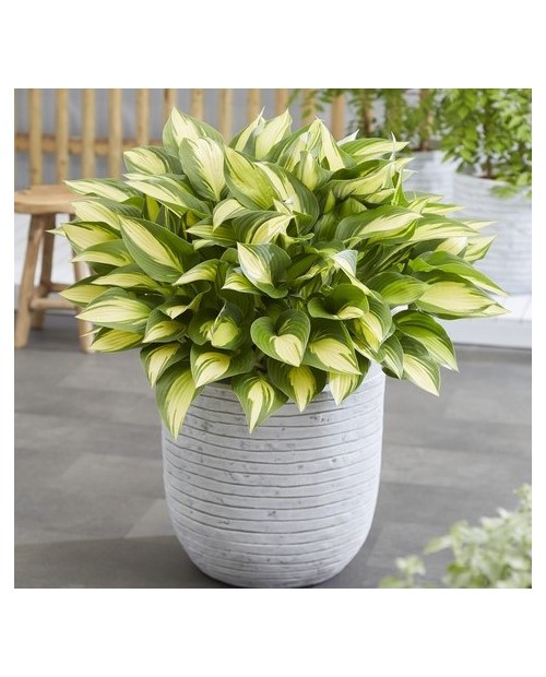 Hosta 'Tongue of Flame' - Funkia