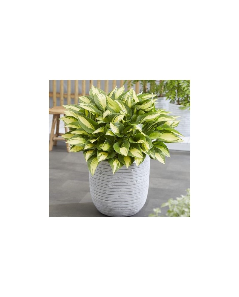 Hosta 'Tongue of Flame' - Funkia