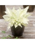 Hosta 'White Feather' - Funkia