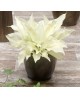 Hosta 'White Feather' - Funkia