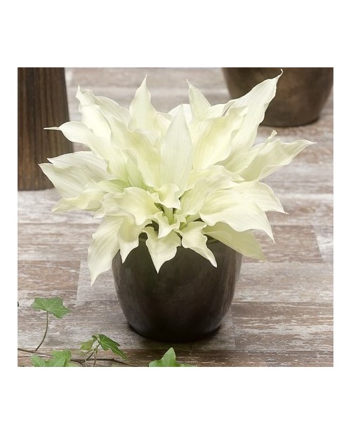 Hosta 'White Feather' - Funkia