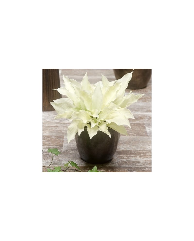 Hosta 'White Feather' - Funkia