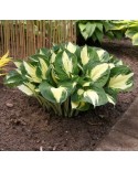 Hosta 'Pathfinder' - Funkia