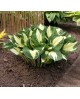 Hosta 'Pathfinder' - Funkia