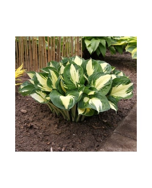 Hosta 'Pathfinder' - Funkia