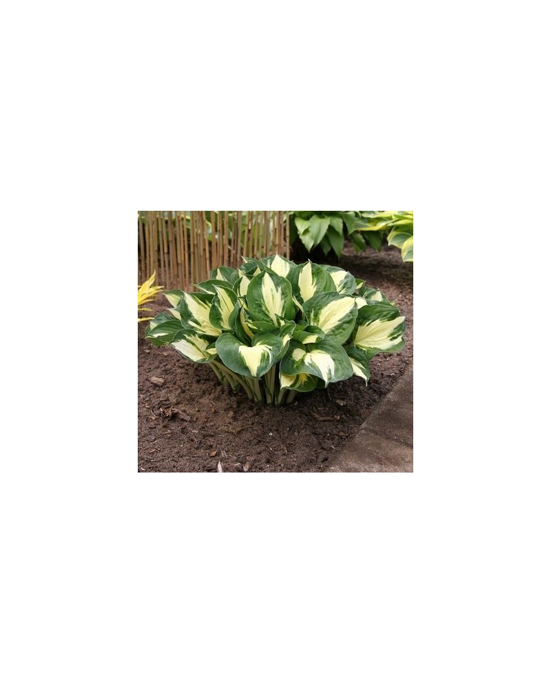 Hosta 'Pathfinder' - Funkia