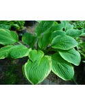 Hosta 'American Dream' - Funkia