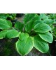 Hosta 'American Dream' - Funkia