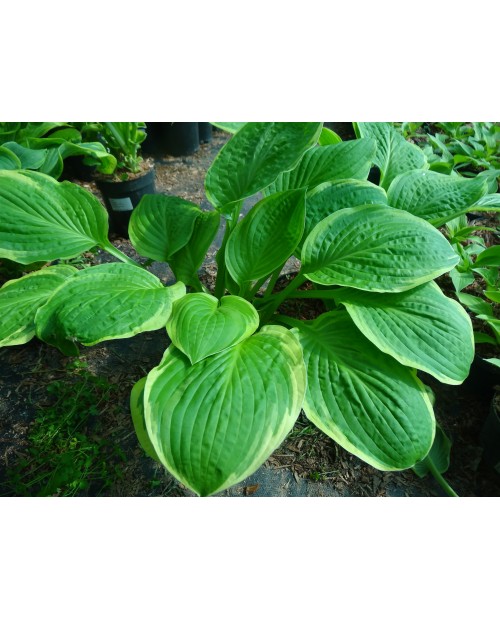 Hosta 'American Dream' - Funkia