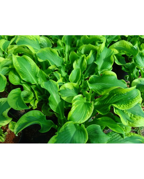 Hosta 'Wheee' - Funkia