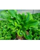 Hosta 'Wheee' - Funkia