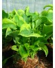 Hosta 'Wheee' - Funkia