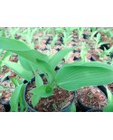 Hosta 'Abba Dabba Do' - Funkia