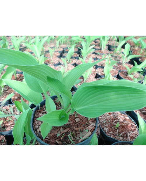 Hosta 'Abba Dabba Do' - Funkia